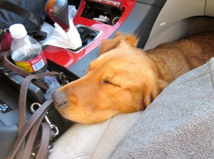 Asleep in the wheel well.