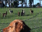 The alpaca came to visit